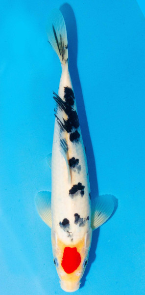 Koi 30-35cm Nr. 1088