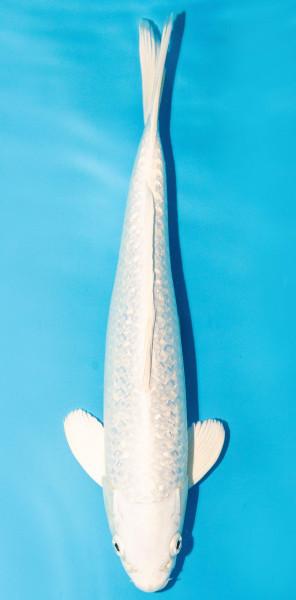 Koi 30-35cm Nr. 3943