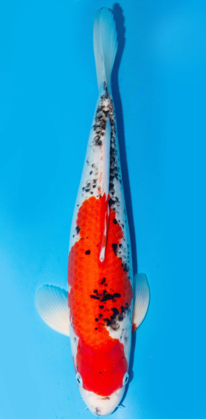Koi 40-45cm Nr. 1526