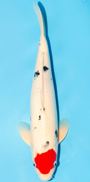 Koi 35-40cm Nr. 1338