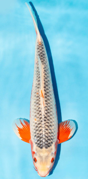 Koi 35-40cm Nr. 1313