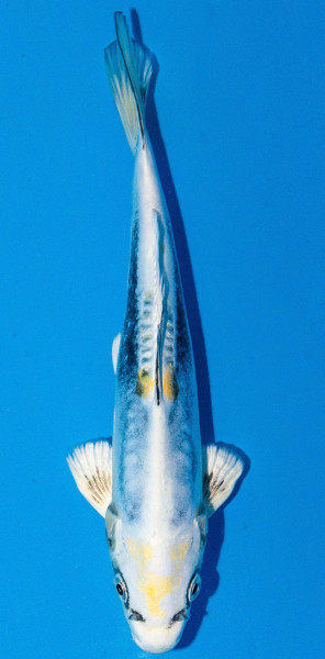 Koi 20-25cm Nr. 1904