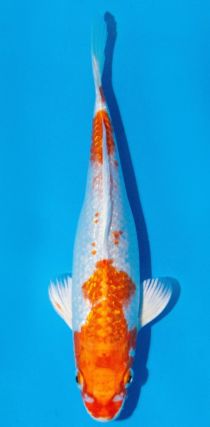 Koi 20-25cm Nr. 1926