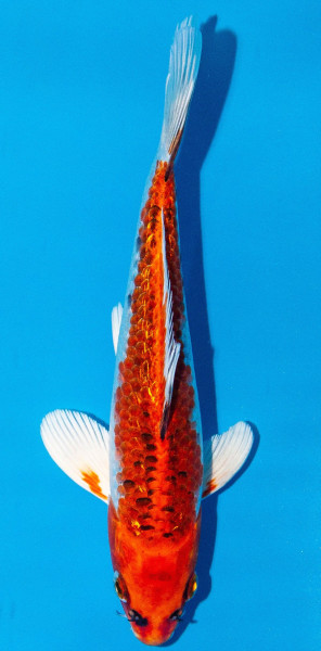 Koi 20-25cm Nr. 1953