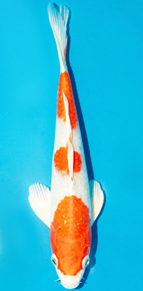 Koi 25-30cm Nr. 3609
