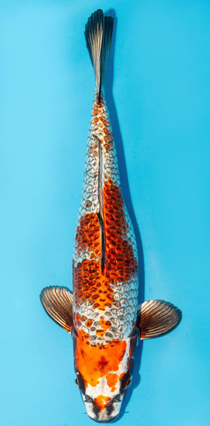Koi 30-35cm Nr. 3949
