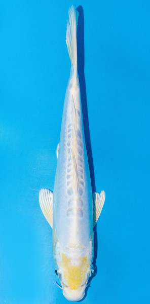 Koi 20-25cm Nr. 1972