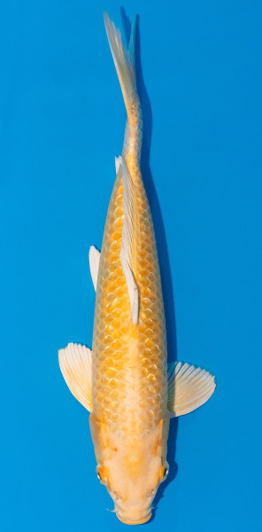 Koi 30-35cm Nr. 1044