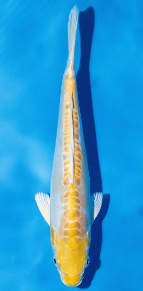 Koi 20-25cm Nr. 2038