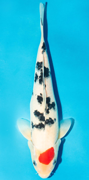 Koi 25-30cm Nr. 3620