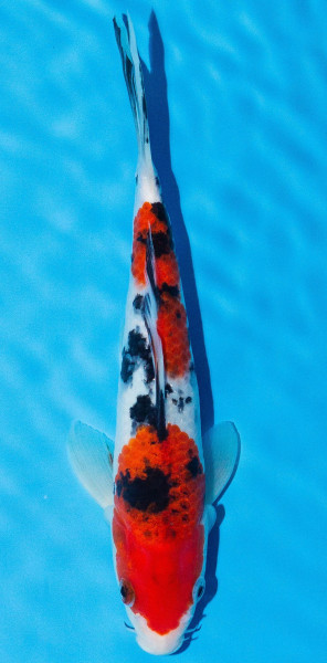 Koi 20-25cm Nr. 1941