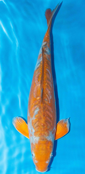 Koi 40-45cm Nr. 1542