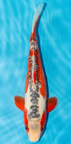Koi 30-35cm Nr. 3916