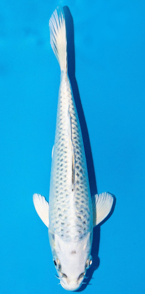 Koi 20-25cm Nr. 1945