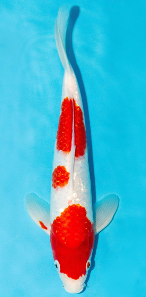 Koi 30-35cm Nr. 3901