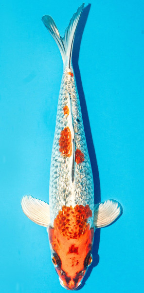 Koi 25-30cm Nr. 3616