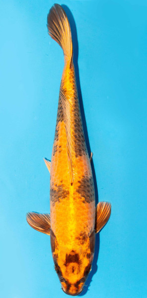Koi 35-40cm Nr. 1353