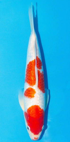 Koi 30-35cm Nr. 1092