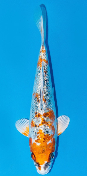 Koi 20-25cm Nr. 1925
