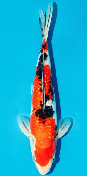 Koi 25-30cm Nr. 3610