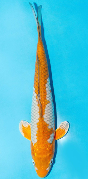 Koi 30-35cm Nr. 3941