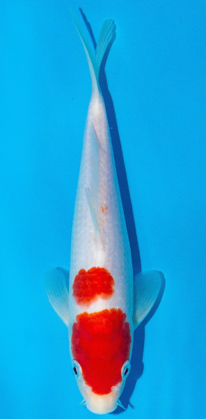 Koi 20-25cm Nr. 2016