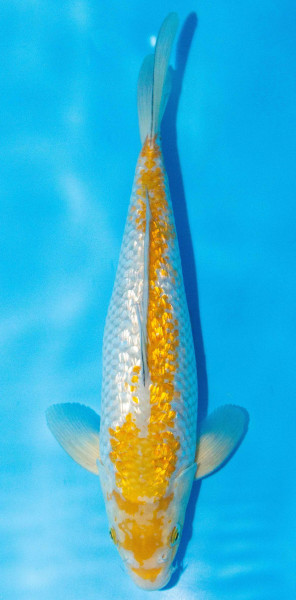 Koi 30-35cm Nr. 1082