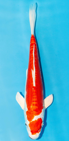 Koi 30-35cm Nr. 3945