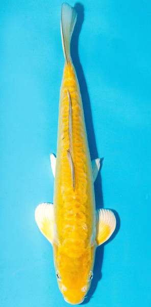 Koi 30-35cm Nr. 3923