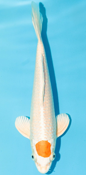 Koi 25-30cm Nr. 3660