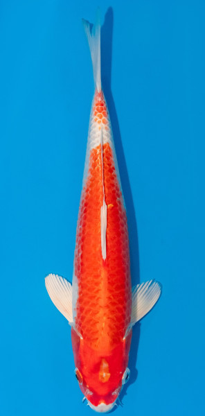 Koi 30-35cm Nr. 1076