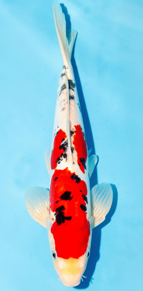 Koi 35-40cm Nr. 1372