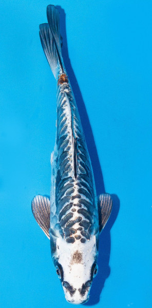 Koi 20-25cm Nr. 2033