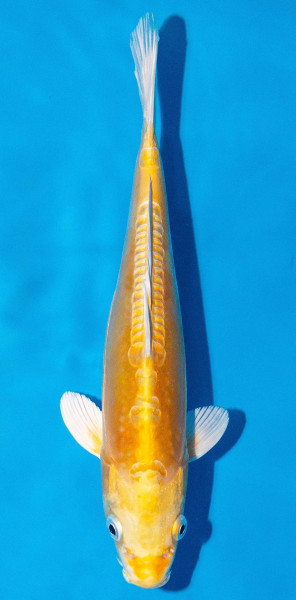 Koi 20-25cm Nr. 2003