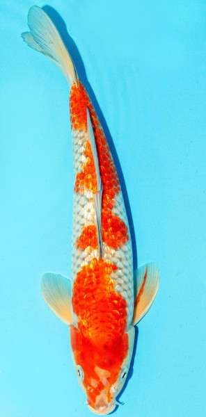 Koi 30-35cm Nr. 1072