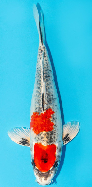 Koi 30-35cm Nr. 3905