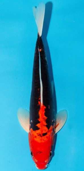 Koi 30-35cm Nr. 3918