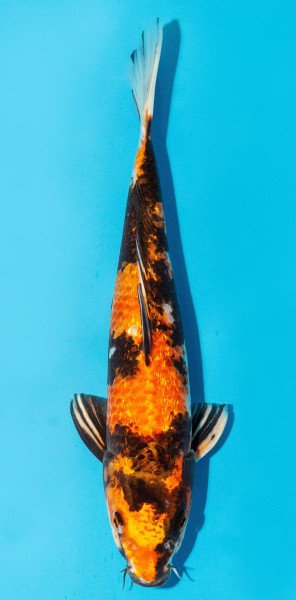 Koi 30-35cm Nr. 3909