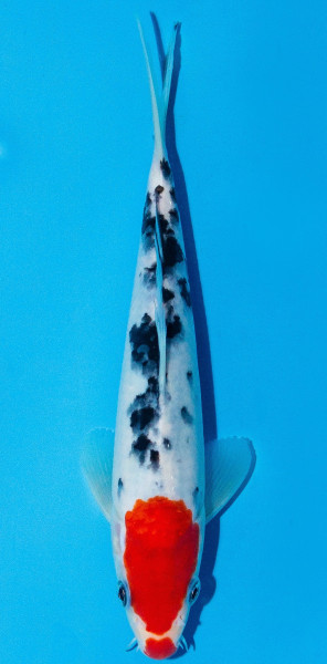 Koi 20-25cm Nr. 1954
