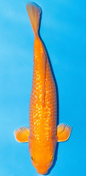 Koi 40-45cm Nr. 1533