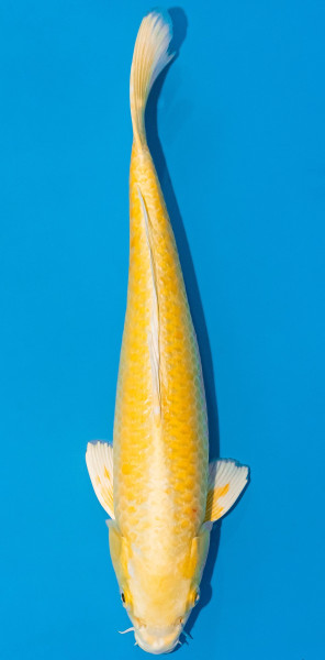 Koi 30-35cm Nr. 1047