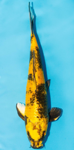 Koi 30-35cm Nr. 3950