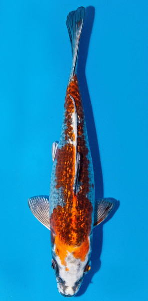 Koi 20-25cm Nr. 1927