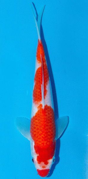 Koi 20-25cm Nr. 1912