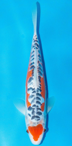 Koi 30-35cm Nr. 1090