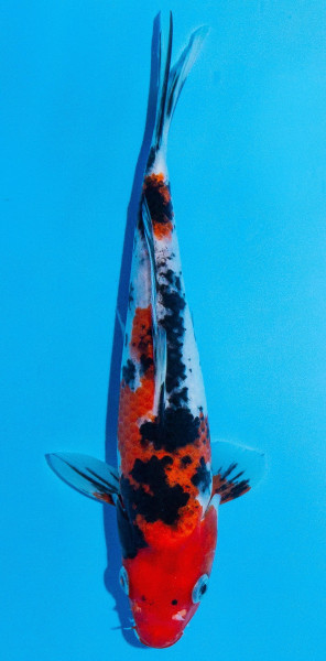 Koi 20-25cm Nr. 1918