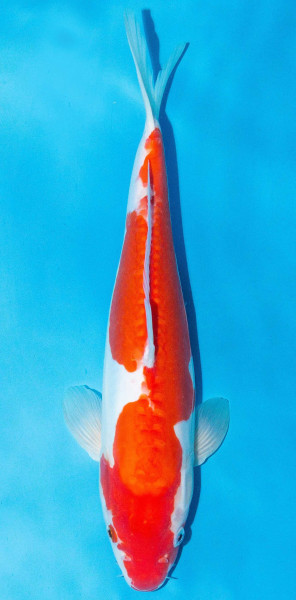 Koi 35-40cm Nr. 1390