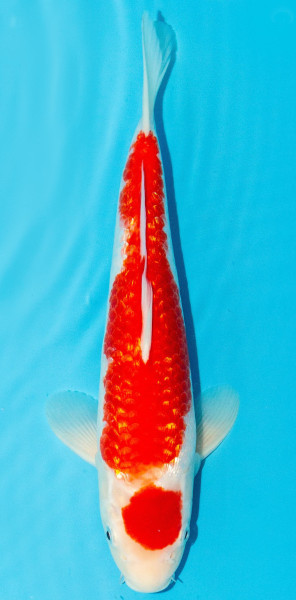 Koi 30-35cm Nr. 3948