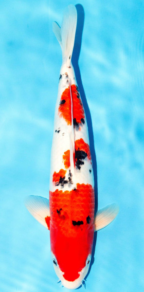 Koi 35-40cm Nr. 1356