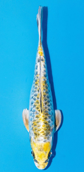 Koi 20-25cm Nr. 1982